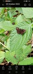 Lepidoptera