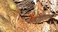 Oophaga pumilio