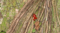 Oophaga pumilio
