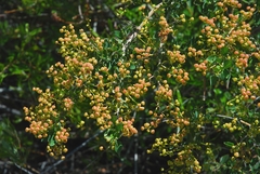 Ceanothus integerrimus macrothyrsus