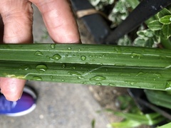 Ophiomyia kwansonis