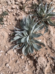 Oenothera macrocarpa