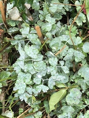 Erysiphe aquilegiae