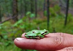 Hyla plicata