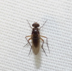 Dolichopodinae