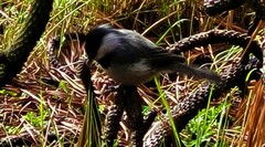 Poecile sclateri