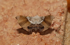 Esthlodora versicolor