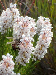 Spatalla mollis