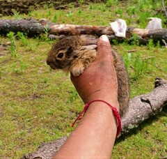 Sylvilagus cunicularius