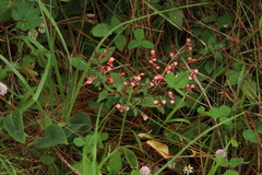 Lopezia racemosa