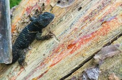 Sceloporus torquatus