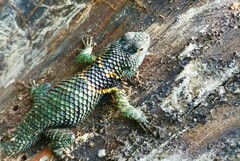 Sceloporus torquatus