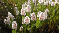 Spatalla mollis
