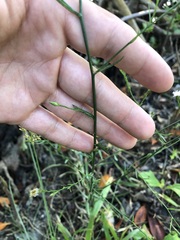 Symphyotrichum subulatum elongatum