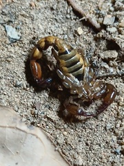 Bothriurus asper