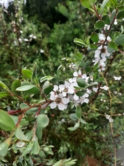 Leptospermum laevigatum