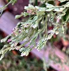 Eupatorium torreyanum