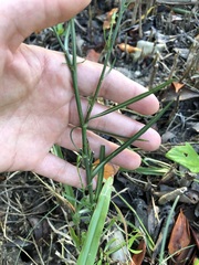 Symphyotrichum subulatum elongatum