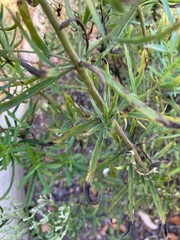 Eupatorium torreyanum
