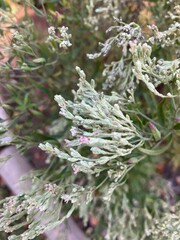 Eupatorium torreyanum