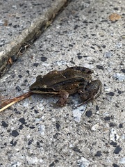 Leptodactylus albilabris