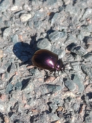 Chrysolinina