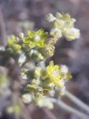 Eriogonum lachnogynum