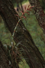 Tillandsia gymnobotrya