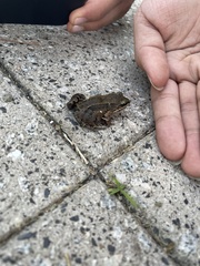 Leptodactylus albilabris