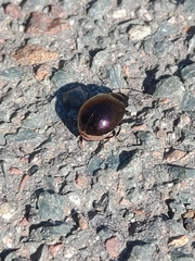 Chrysolinina
