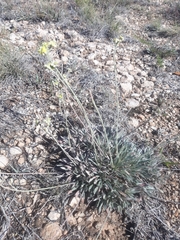 Eriogonum lachnogynum