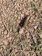 Melanoplus ponderosus