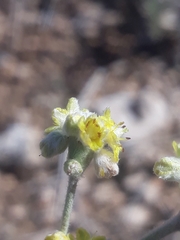 Eriogonum lachnogynum