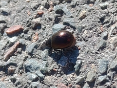 Chrysolinina