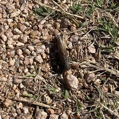 Melanoplus ponderosus