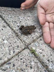 Leptodactylus albilabris