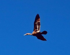 Nannopterum brasilianum