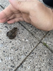 Leptodactylus albilabris