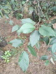 Betulaceae