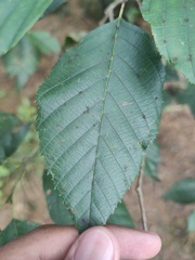 Betulaceae