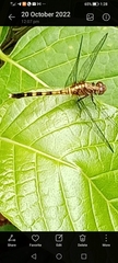Orthetrum