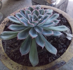 Echeveria pulidonis