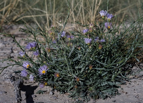Chiricahua Mountain tansyaster (Machaeranthera riparia)