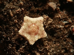 Culcita novaeguineae