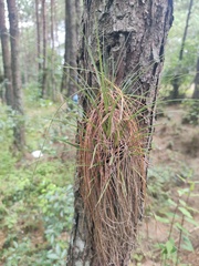 Tillandsia