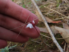 Acis autumnalis