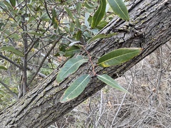 Salix laevigata