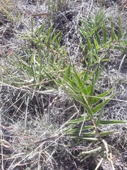 Asclepias asperula