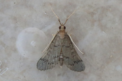 Piletocera macroperalis