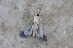 Piletocera macroperalis